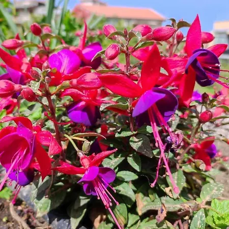 Bed & Breakfast La Casa Del Pavone Acireale